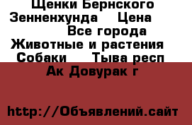 Щенки Бернского Зенненхунда  › Цена ­ 40 000 - Все города Животные и растения » Собаки   . Тыва респ.,Ак-Довурак г.